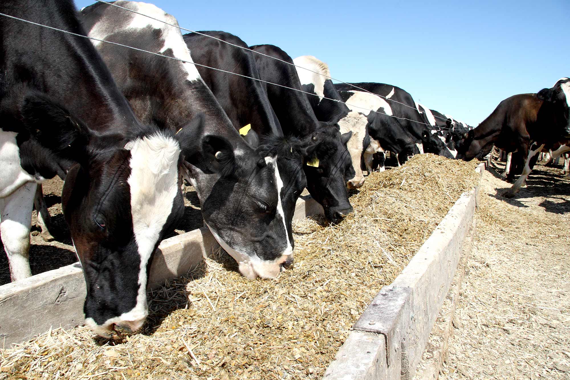 Development Of Sweet As A Feedstock Crop Checkoff