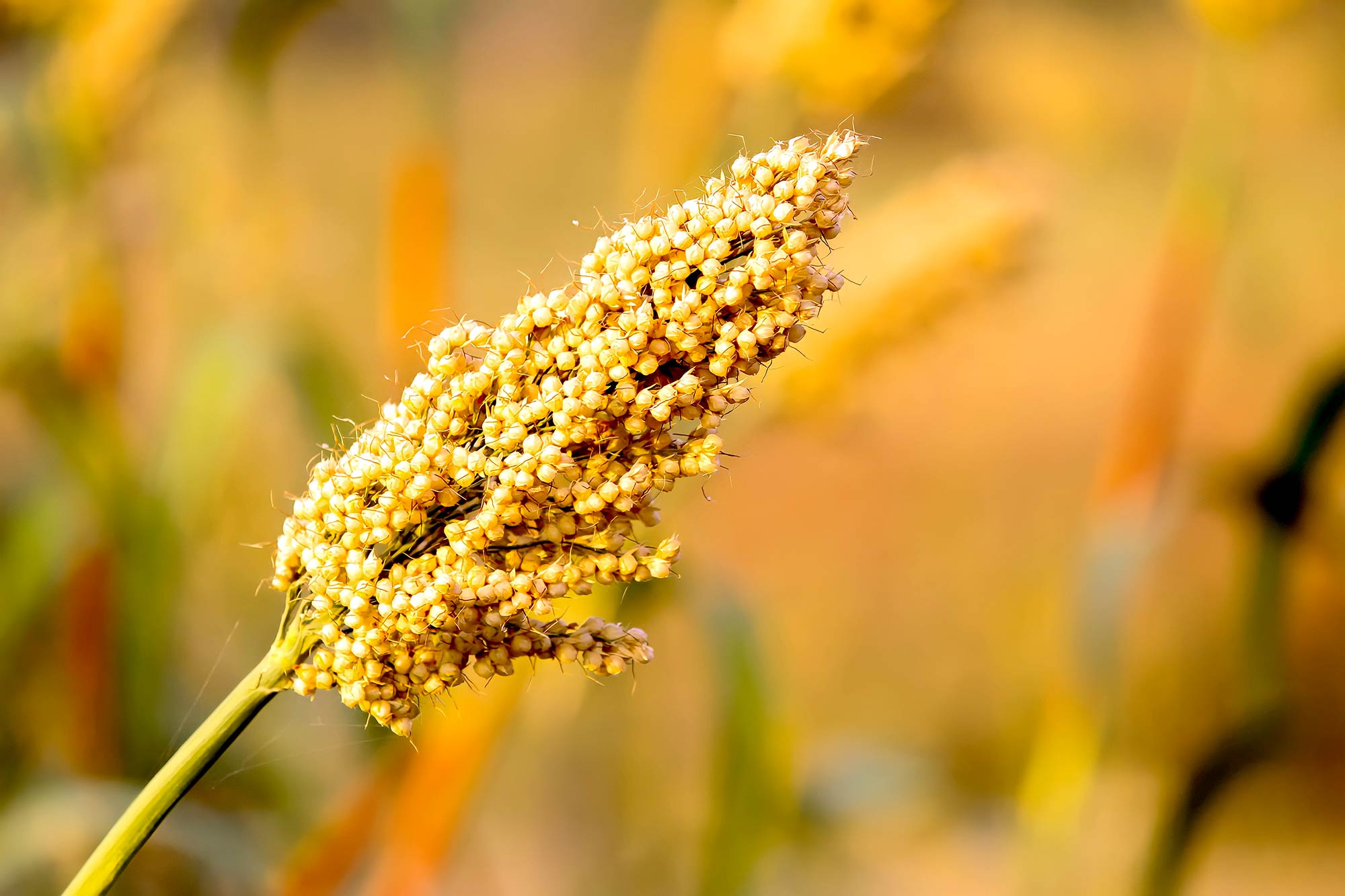 PlantBased Protein and Antioxidants Checkoff