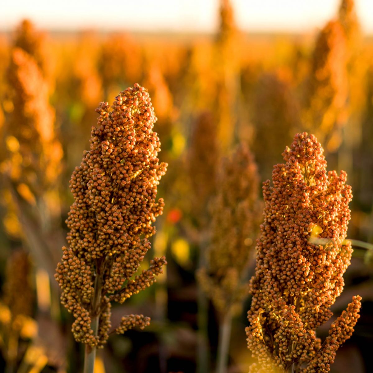Sorghum Economics - Sorghum Checkoff