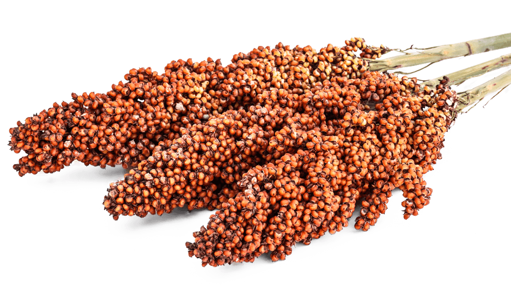 Sorghum Grain sorghum-grain