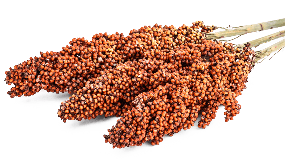 Sorghum Grain