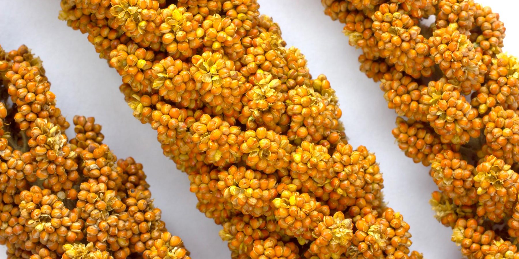 Phenolic Compounds in Cereal Grains and Their Health Benefits - Sorghum ...