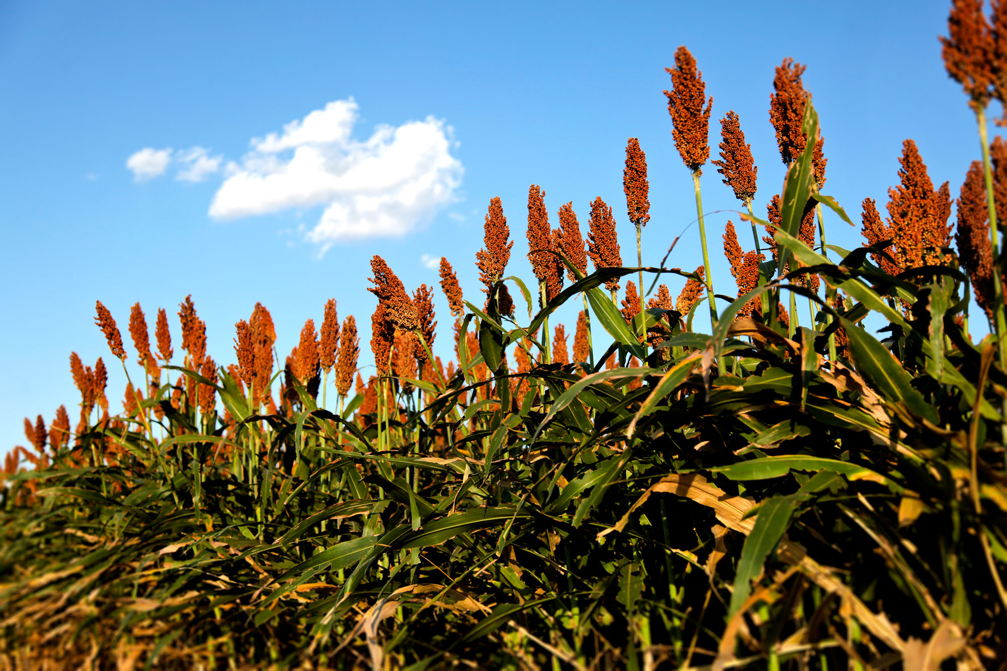What Is Sorghum? - Sorghum Checkoff