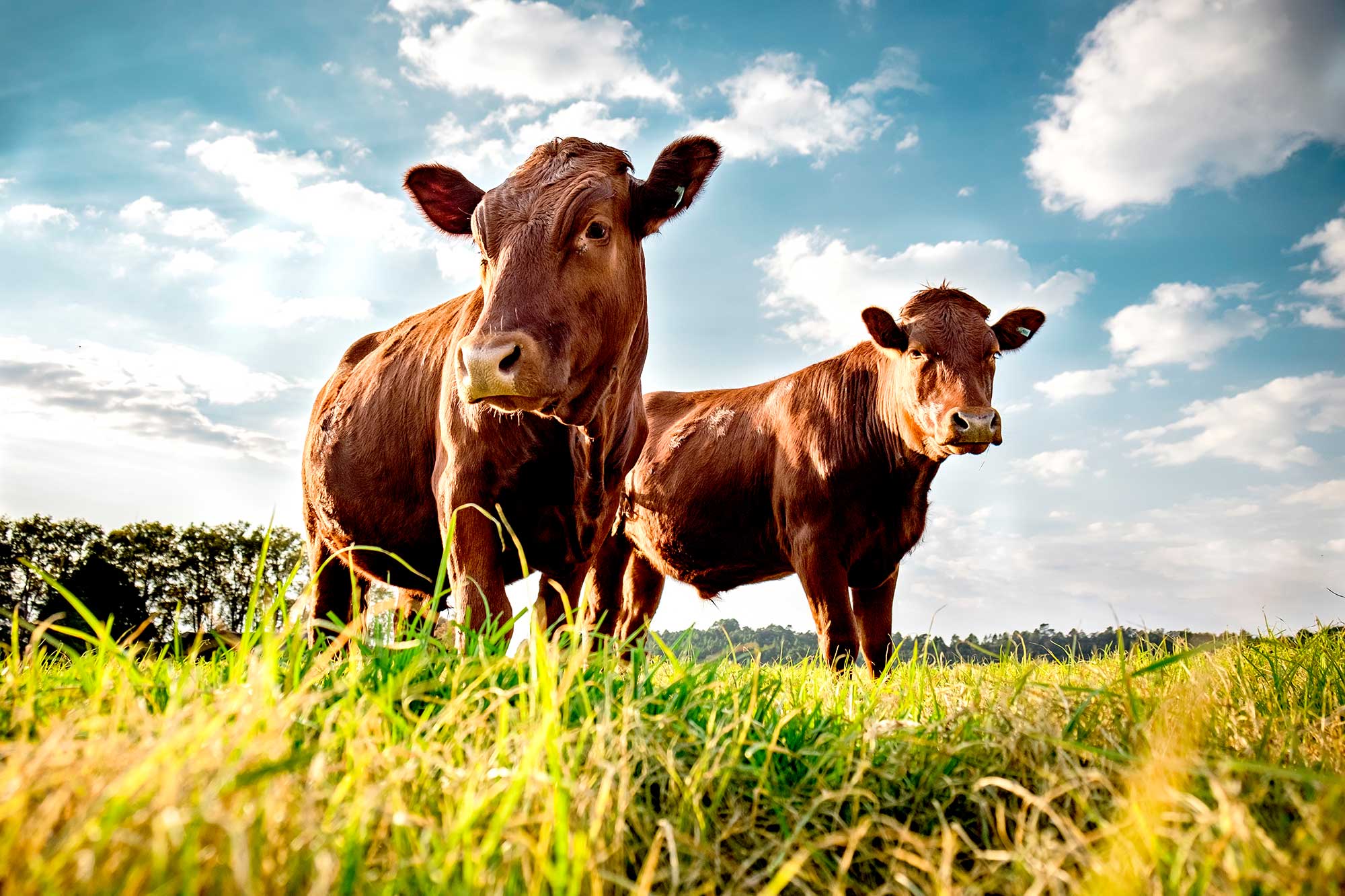 Livestock Feed - Sorghum Checkoff