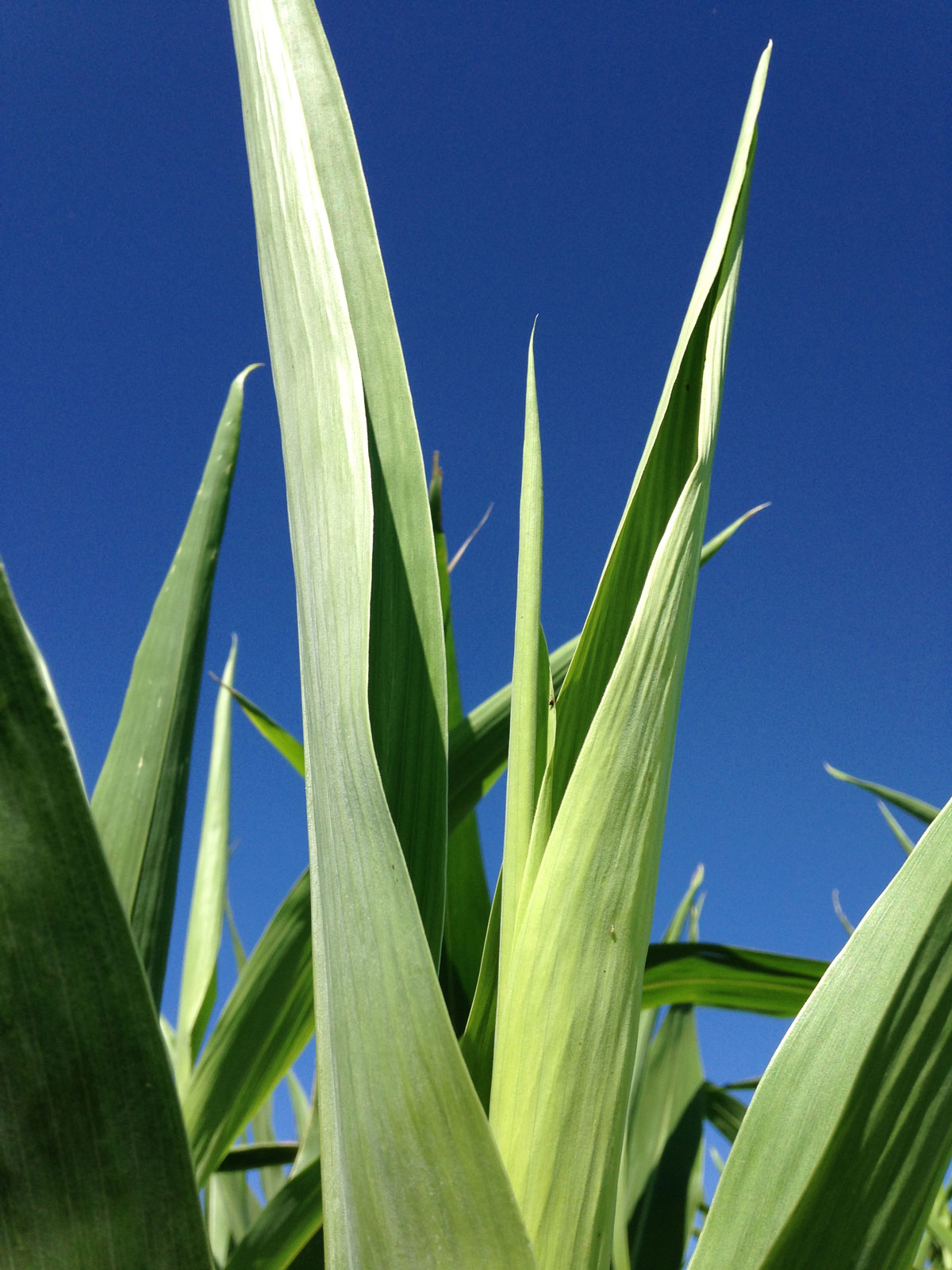 Growth and Development Checkoff