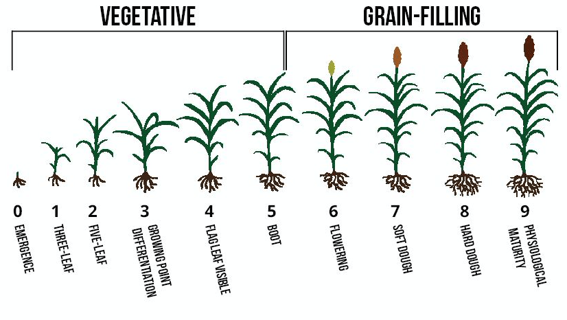 Sorghum Plant Complete Growing Guide for High Yields