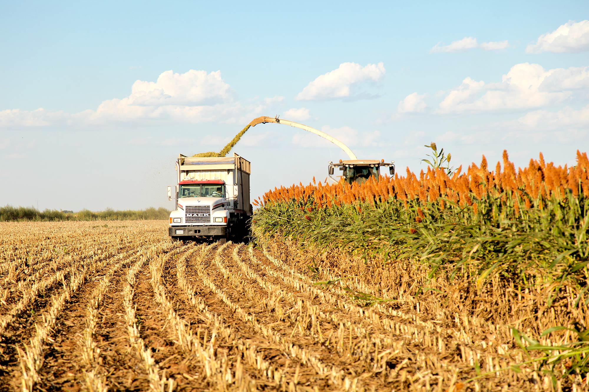 Forage Production Sorghum Checkoff