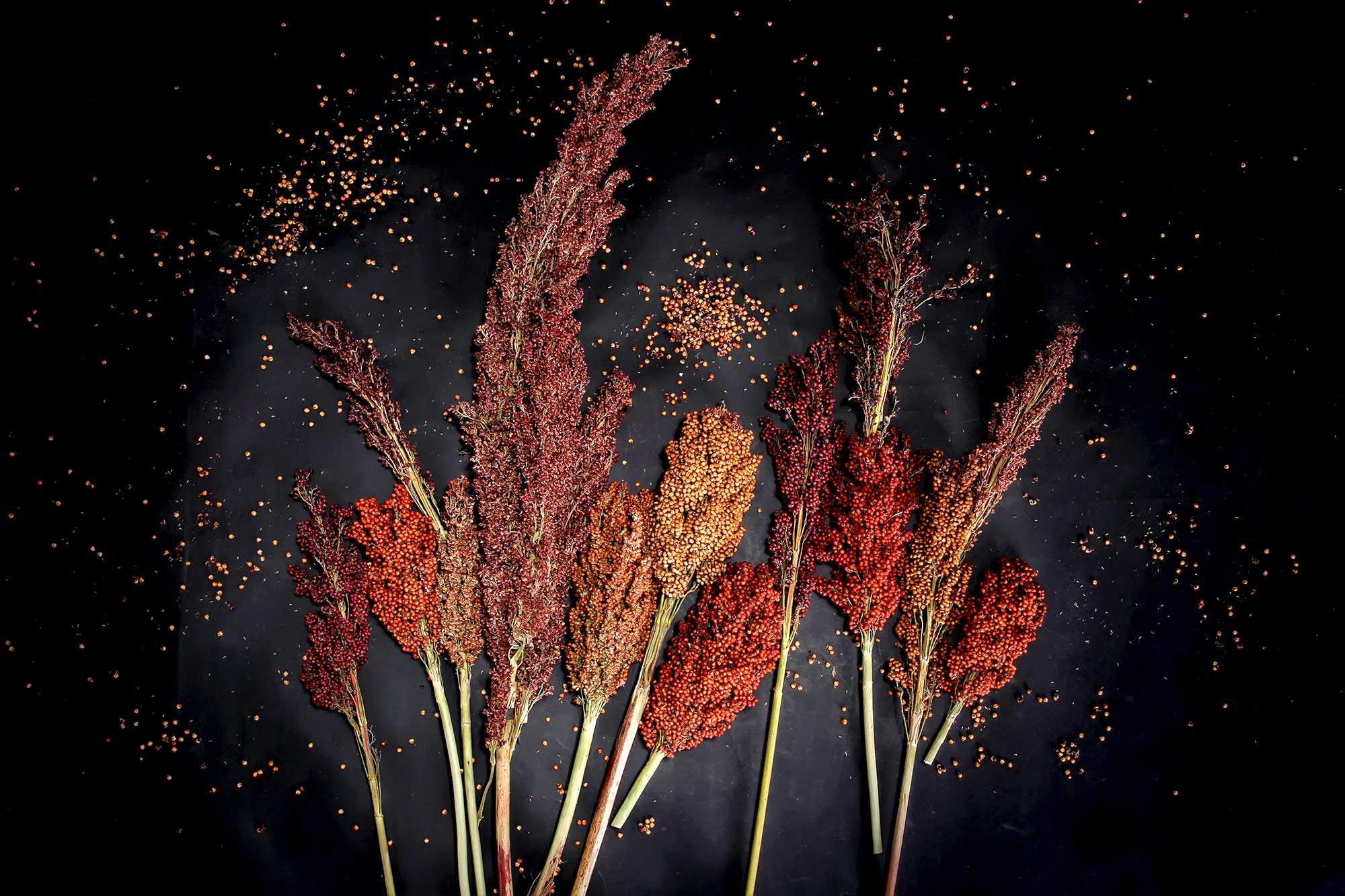 Types of Sorghum - Sorghum Checkoff