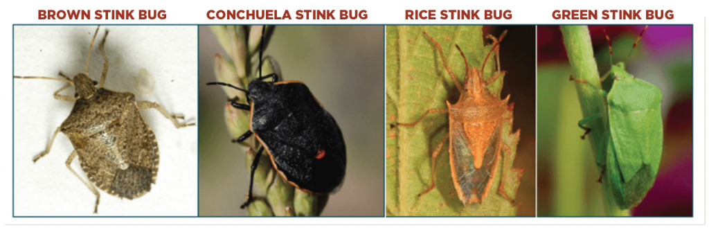 Stink Bugs - Sorghum Checkoff