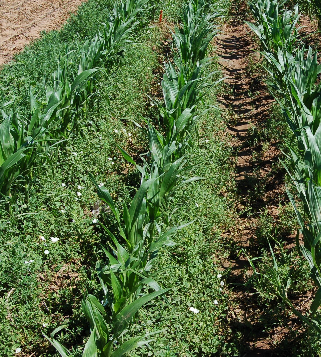 Field Bindweed Control in Grain Checkoff
