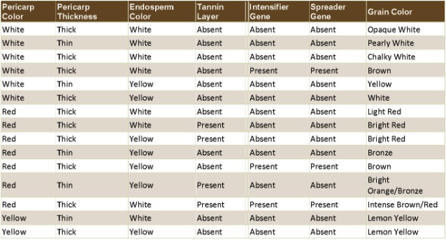 Glume Color Sorghum Grain Color - Sorghum Checkoff
