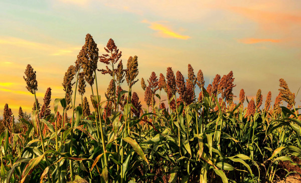 Close-up of sorghum in the field at sunset