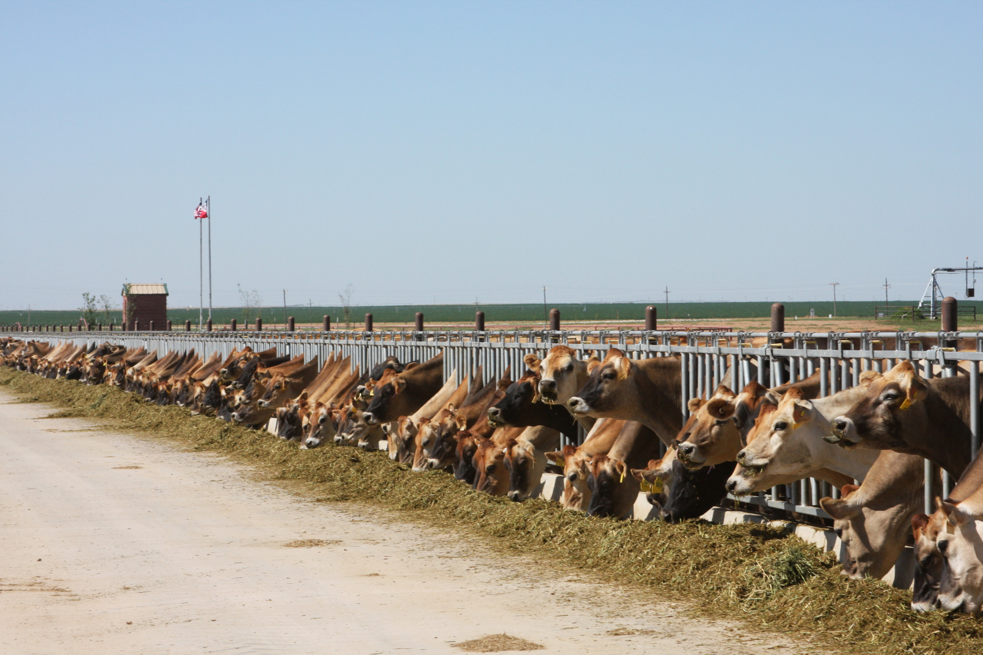 Sorghum Silage: The Rising Star of Dairy Feed - Sorghum Checkoff